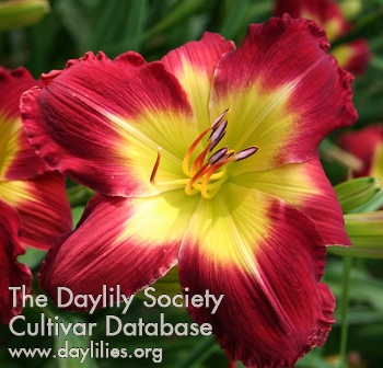 Daylily What About Me